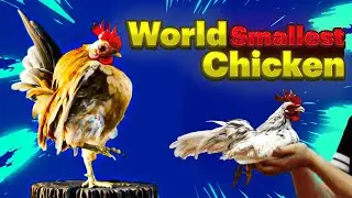 Serama Chicken|Ayam Serama| world smallest bantam chicken breed from Malaysia
