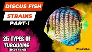 Discus Fish Strains, Part-1 | 25 types of Turquoise Discus Fishes | Proud Hobbyist