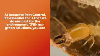 Why Call Accurate Pest Control In Weston | Accurate Pest Control Inc.