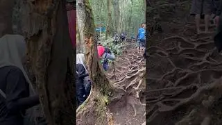 Track gunung gede via putri pos 3 ke pos 4 #gununggedeviaputri #gununggede #pendakipemula #nature