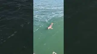 Der erste Seehund ist uns begegnet
