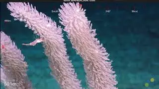 Coral @371 N Flinders Reef