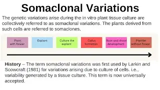 Somaclonal variation: Definition, History, Reason, application, somaclone, selection of somaclone