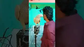 entertainment #grayparrot #views_viral_video_subscribers_grow #petfamily #minecraftshorts #newlife