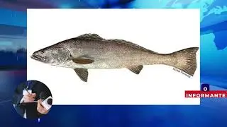 🚨🌊🐟💰💊 Totoaba, a 'coca&iacute;na do mar', est&aacute; &agrave; beira da extin&ccedil;&atilde;o devido ao tr&aacute;fico ilegal #Totoaba