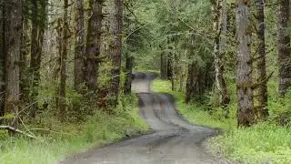 How We Help: Professional Forest Management