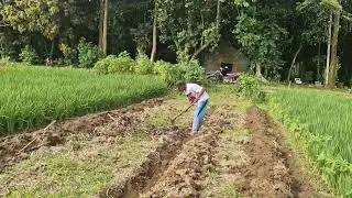SMART FARMING: PREPARING LAND RIDGES EASILY USING SIMPLE TOOLS - Agriculture Farming