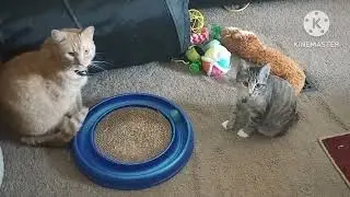 Saturday play time with cricket the cat and fysh the cat.
