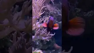 Maroon clownfish