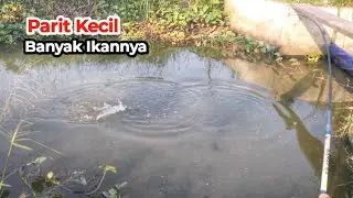 Spot Parit yang Tak Tersentuh Pemancing Dihuni Banyak Ikan | Mancing Liar