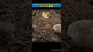 Snake Island पर इतने सारे Snakes कहा से आए 😳😳 | हिंदी तथ्यों | अदृभुत हिंदी तथ्य | #facts #shorts