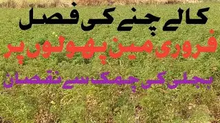 کالے چنے پھولوں پر