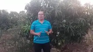 चेतन गोरे आंबा