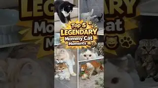 Ranking Top 5 LEGENDARY Mommy Cat Moments 😹🐾 | Cat Parenting Gone Wild