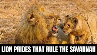 Lion Prides That Rule the Savannah | Unveiling the Secrets of Africa's Apex Predators