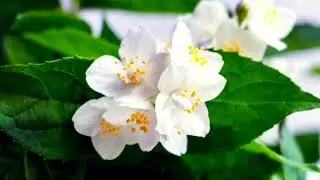 🌹 Top Beautiful Garden Flowers 2026 🌸 💐 Natural & Nechurl Flower Garden Tour | Flower Lovers