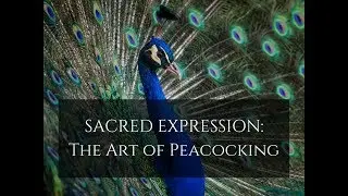 Sacred Expression: The Art of Peacocking