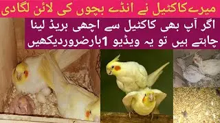 cockatiel last breed of winter season ll کاکٹیل کی سردیوں کی آخری بریڈ ll cockatiel breeding tips