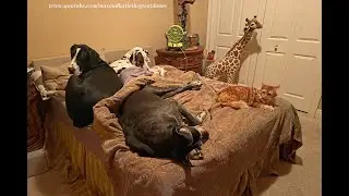 3 Funny Great Danes & Cat Demonstrate How Much People Sleep Space Is Left On A Queen Size Bed
