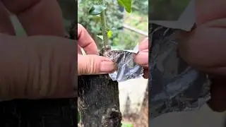 Heal Wounds on a Bonsai Tree Technique #farming @RomFarm