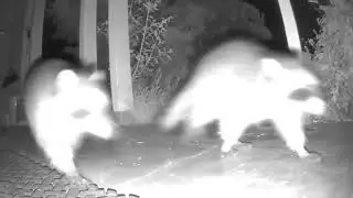 Critter Cam - More Raccoons