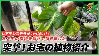 【モンステラ】突撃！お宅の植物紹介！！コミュニティの友人『やたがらすさん』に植物を観せて欲しいとお願いして、撮影させて頂きました。希少モンステラがいっぱいでした