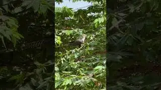 Asian Koel eating my berries