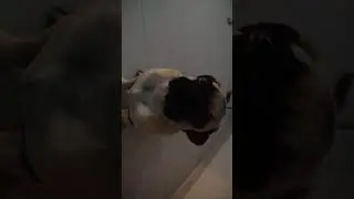 This is how my pug lives at night time