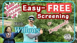 Willow Plant Propagation -Free Plants Screening for Deer - #willow #plants #propagation #deerhunting