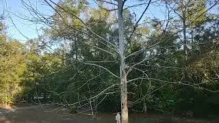 Florida Deer show up finally after Christmas 2025