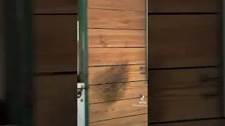 Intense Stare