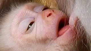 Oh Nice ! Very Tired No Milk  Enough  For Lovely Baby Monkey Leo I So Cute Baby Monkey.