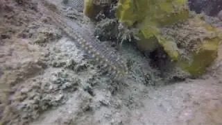 Bearded Fireworm
