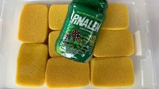 🌲 ASMR GALLON OF PINE PINALEN + SPONGES 🌲