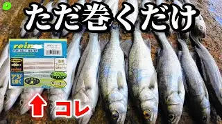 アジングタックルで誰でも簡単にシーバス(セイゴ)が釣れまくる釣り方がコレ！【ナイトアジング】