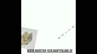 Whippet AYK und Bernhardiner Hajo & Isebrand empfehlen Pferde-Ohren mit Fell