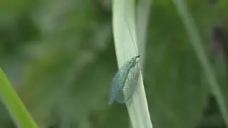 Natuur in Nederland: groene gaasvlieg kijkt je aan