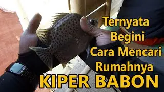 Ternyata Begini Cara Mencari Sarang dan Mancing Ikan Kiper Babon | CeHa Angler
