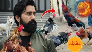 Aseel latest update ! Aj ap rates dekh k pareshan honay walay hn 🐔
