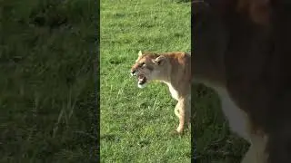 Angry lioness