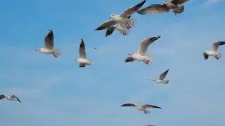 Seagulls and albatrosses soar in the sky in slow motion and scream, close up video of the flying bir