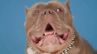 Health Issues in American Bullies - Do They Have Any Genetic Predispositions?