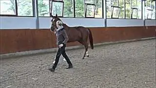 Кобыла вестфальской породы 2009 г.р., Friedensritter-Weltmeyer (video 2)