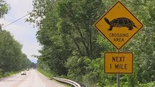 Why did the turtle cross the road?