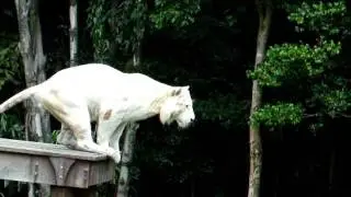 Mohan the Bengal Tiger