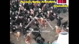 Black Australorp and RIR Chicks