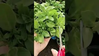How our plastic plant starter trays help for your seed season