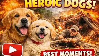 Mom Dog & Puppy&rsquo;s Heroic Rescue Caught on Camera! 🚨🐾 #dogs #rescuedog  