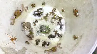 CATCHING A FUNNY FROGS WITH NIGHT MAN AND MAKE OF YOU WANT TO LAUGHT EP6 #frog #funny