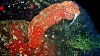 Gumboot Chiton, Cryptochiton stelleri, broadcast spawning